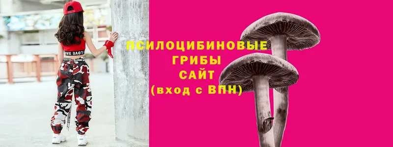 Псилоцибиновые грибы Psilocybe  Гай 